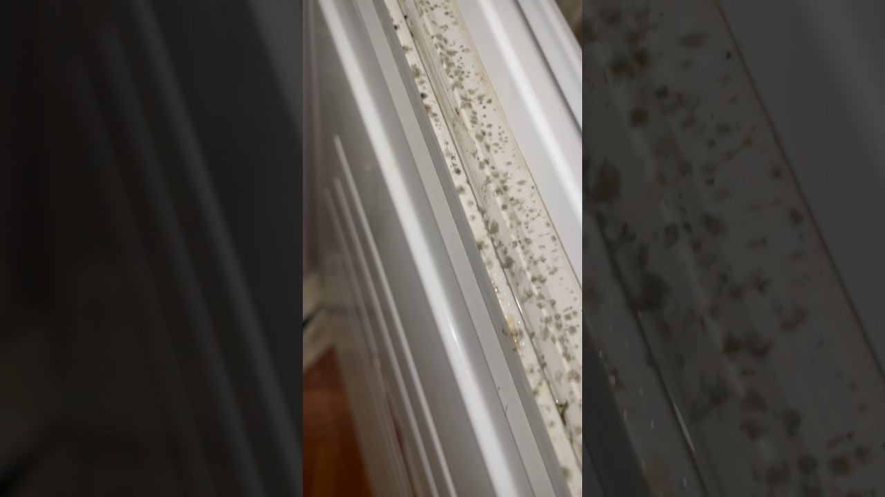 Плесень в холодильнике #уборка #лайфхак #diy