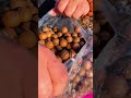 Milky & Crunchy Macadamia Nuts | Sweet, Rich, and Nutritious Snack