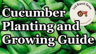 Planting our first round of High tunnel cucumbers