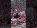 Bobcat attacks a turkey decoy must see shorts