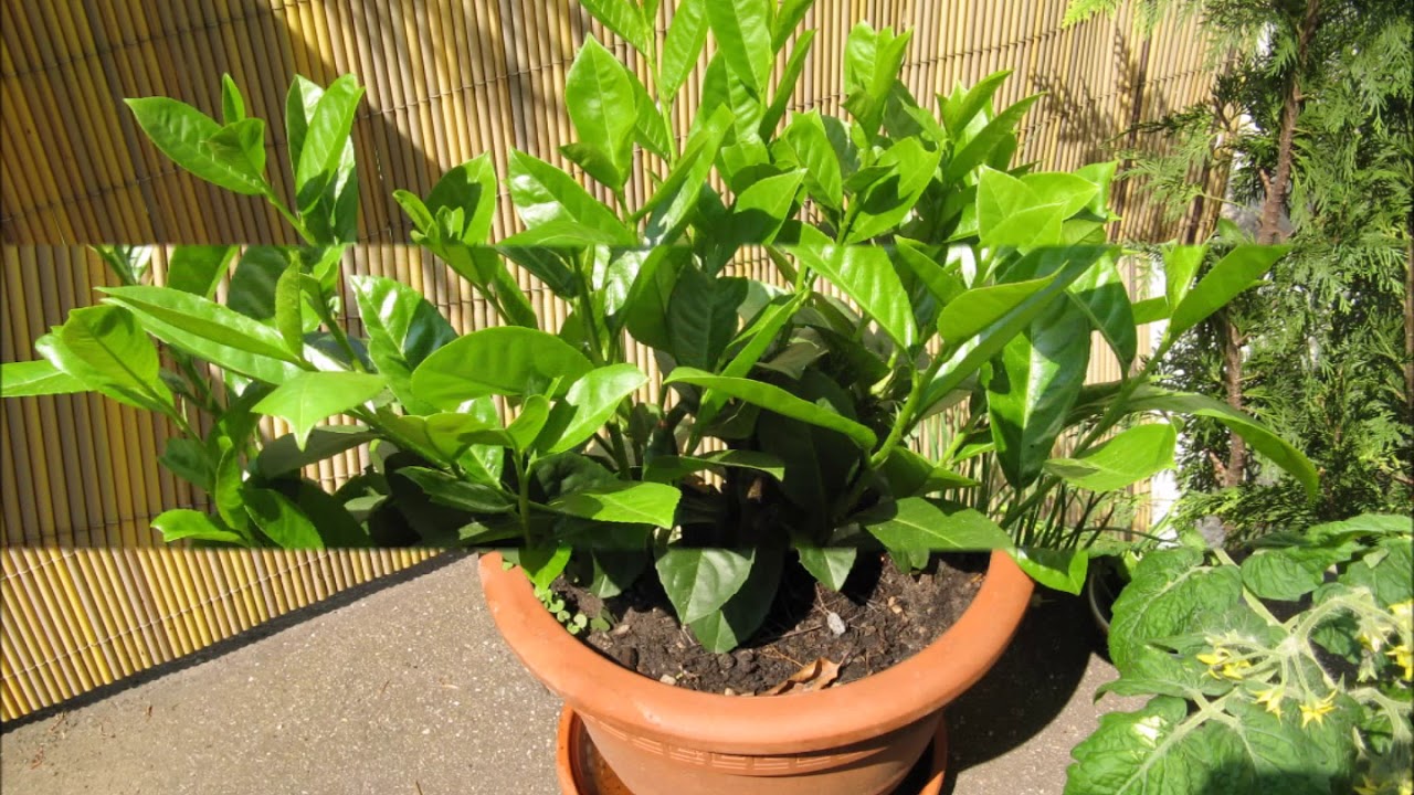 Kirschlorbeer im Blumentopf auf dem Balkon Hitzewelle Sommer 2018 YouTube