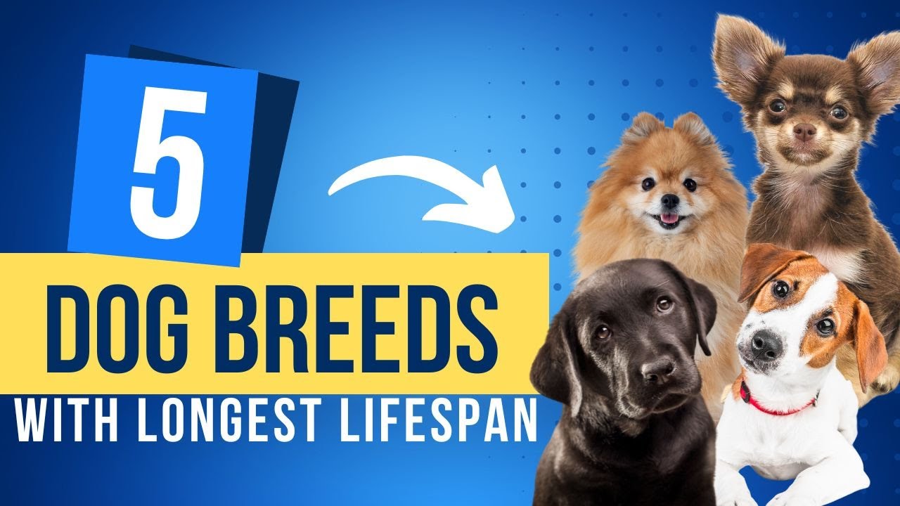 What Breed Of Dog Has The Longest Lifespan