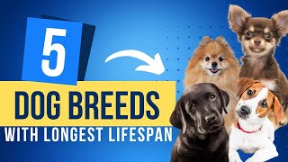 Top 5 Dog Breeds With The Longest Lifespans