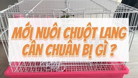 MỚI NUÔI CHUỘT LANG CẦN CHUẨN BỊ GÌ???