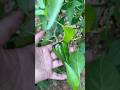 Organic green chillies #garden #vegetables #farm #organichilly#harvest#farmingvegs#shortreels #reels