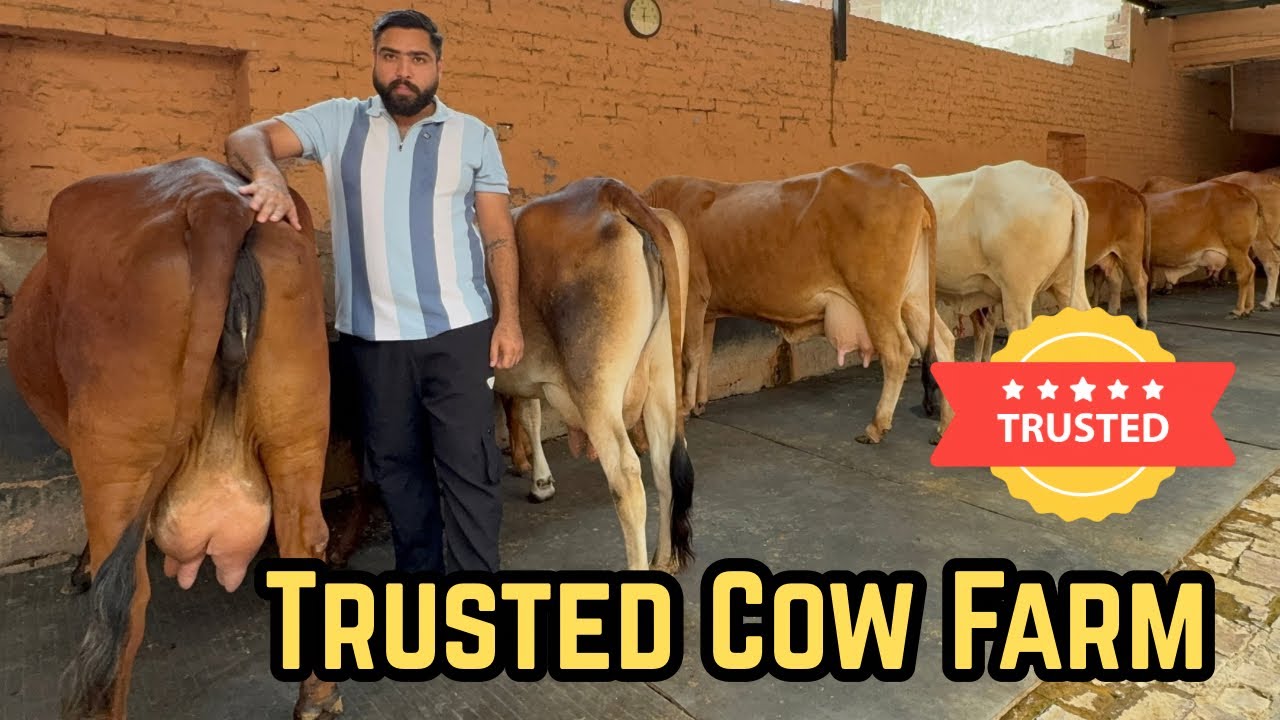 दूध, नस्ल और भरोसा – सब कुछ एक ही जगह Karnal में - Best and Trusted Cow Farm Prakash Dairy Karnal