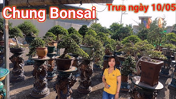 Đã mắt ngắm nhìn dàn Bonsai đa dạng vườn Bé Chung ở Bình Dương
