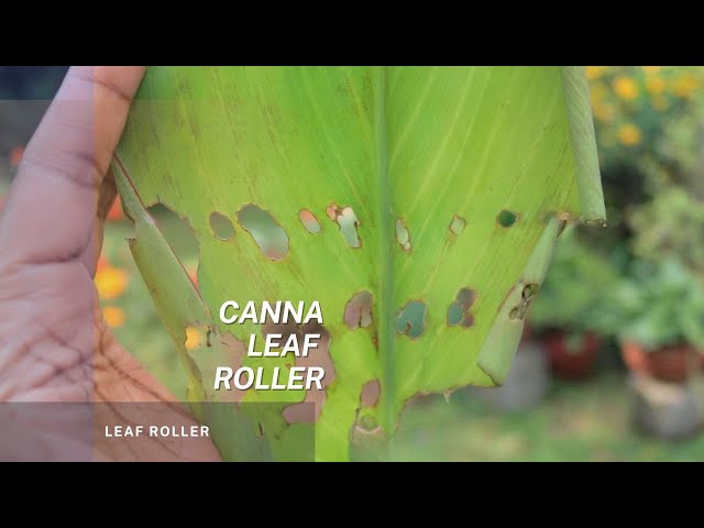 The Canna Lily Leaf Roller - Youtube