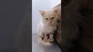 How UNO survived Feline Panleukopenia Virus