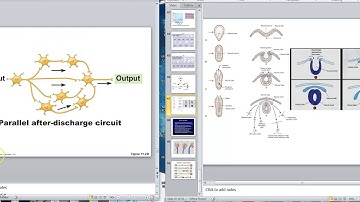 Nerve Video 8 Neuronal Pools