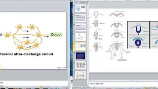 Famous Nerve Video 8 Neuronal Pools Wealth