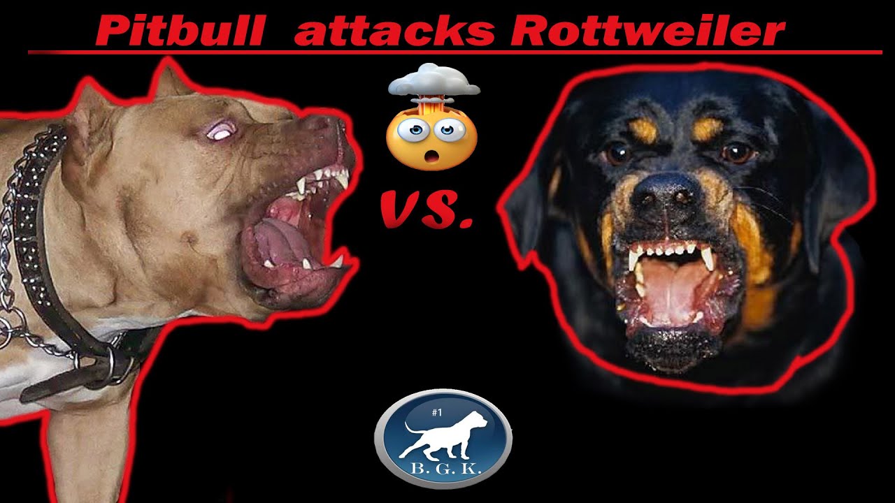 rottweiler fights pitbull