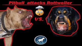 LARGE Rottweiler attacks Huge Pitbull! CRAZY ASS DOG ATTACK! BGK Story Time