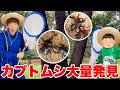 セイキン一家で真夏の虫探したらカブトムシ大量発見!!!【2022夏】