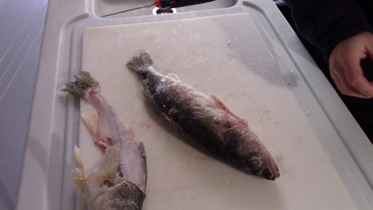 bass pro electric fillet knife