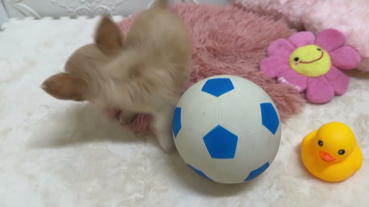 208894チワワ ペットショップ犬の家＆猫の里岡崎店 - YouTube