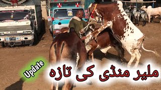 Qurbani Lover Reviews | cow mandi update |Bargaining April 23 2024 Update |malir mandi rates