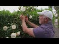 How to prune a climbing rose