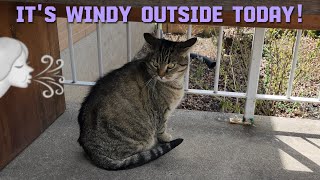 Cats Playing Outside on a Windy Day