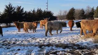 Cattle enjoying fresh bale by EuroTravelerYea 41 views 7 years ago 1 minute, 10 seconds