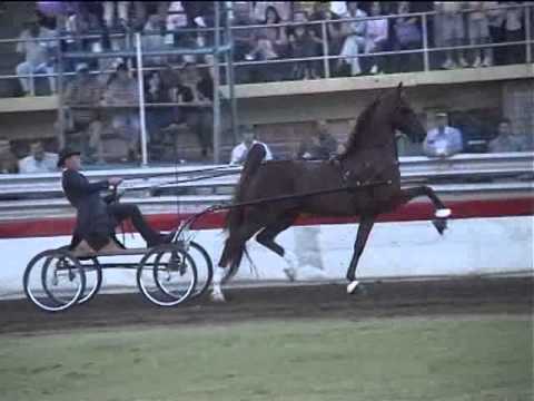 Walking Tall Fine Harness Saddlebred