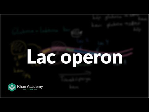 Video: Lac operondagi lacI nima?