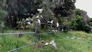Cockatoos at the edge of Marrickville golf course