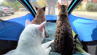 FAQ || I Answer Your 15 Questions About My Cats & Me