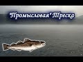 Восточная &quot;Промысловая&quot; Треска. Русская Рыбалка 3.99.