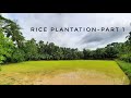 Rice plantation at manikkarpart1