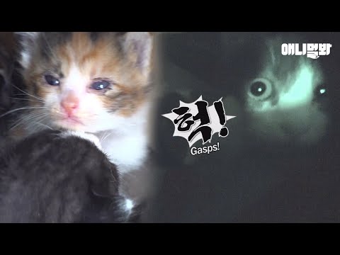 &amp;quot;ㅣMother <strong>Cat</strong> Hid Her Kittens In The Truck, But It Went <strong>Missing</strong>