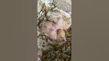 #techknowtips #monetization #techknowtipsahorts #algrow #google #tech #tricks #spreadgyan #technic