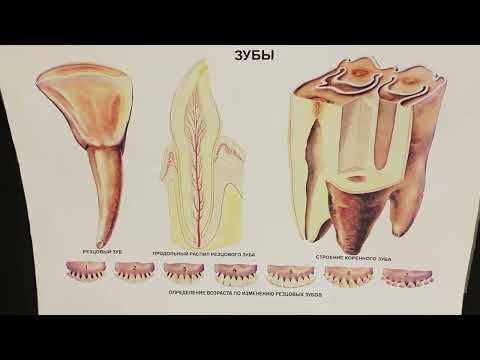 Строение и видовые особенности зубов