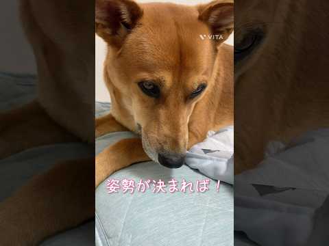 決めた後は・・・。 #dog #犬 #かわいい #寝る #雑種犬