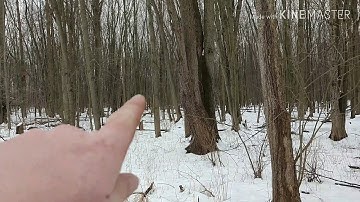 2020 Michigan maple syrup season preparation.