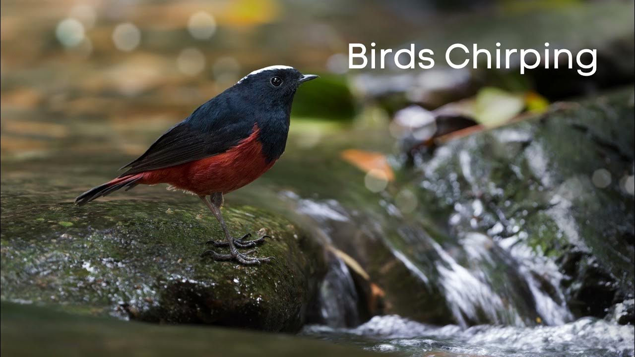 Birds Chirping Ringtone | Phoneringtones.info - YouTube