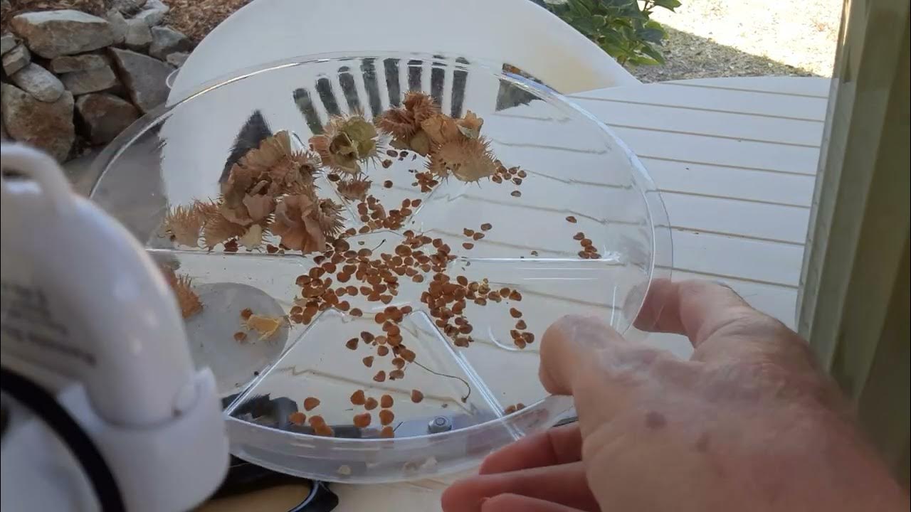 HOW TO HARVEST MOON FLOWER SEEDS YouTube