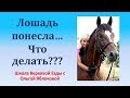 ЛОШАДЬ ПОНЕСЛА...ЧТО ДЕЛАТЬ???