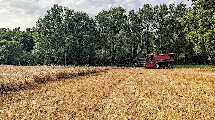 Une moisson 2024 qui commence, les orges