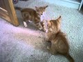 Two Cute Pussies Fighting