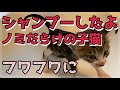 ノミだらけの子猫シャンプー。ふわっふわになったよ
