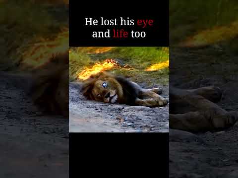 lion vs cat facing snake #youtubeshorts #viralshorts