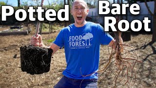 how to plant a fruit tree, potted and bare root!