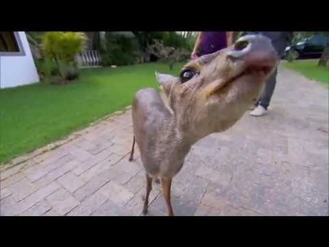 Vídeo: Posso ter um cervo pudu?