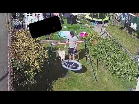 Hilarious video shows dog owner sent flying by playful pooch pouncing on lap whilst sat on swing