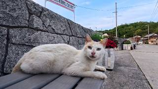 I Sat on a Harbor Bench, Then a White Cat Chose the Seat Beside Me