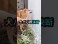 犬パパの決断 #動物 #柴犬