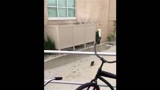 Trash panda jumps off building