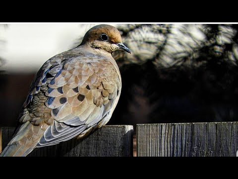 dog tv é bom Beautiful Mourning Dove Feeding