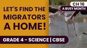 Migration: Birds and Animals  | A Busy Month | Class 4 Science Chapter 16